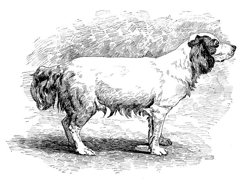 1889年的运动和消遣:小猎犬