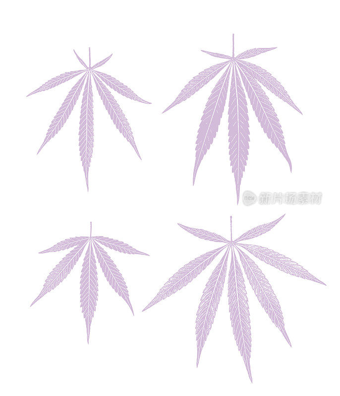 四组大麻叶子