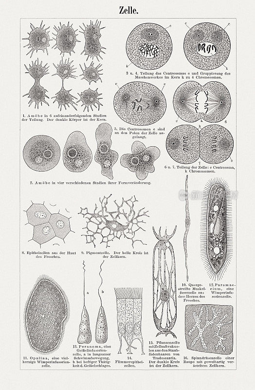 《细胞结构和不同生物的分裂》，木刻，1900年出版