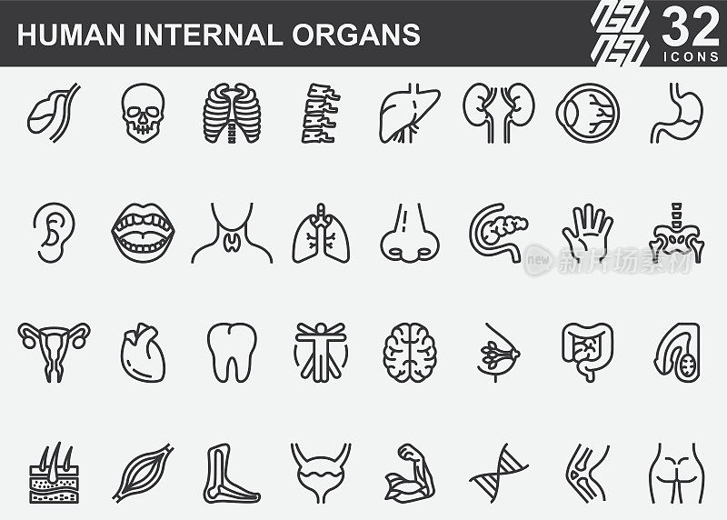人体内部器官线条图标