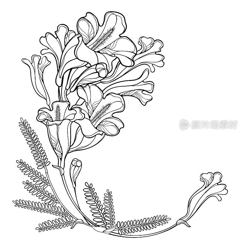 矢量角花束的轮廓开花蓝花楹花束，芽和叶在黑色孤立在白色的背景。