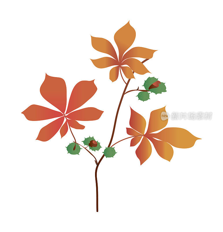 栗色枝的渐变颜色。秋天的树叶。纹理梯度。