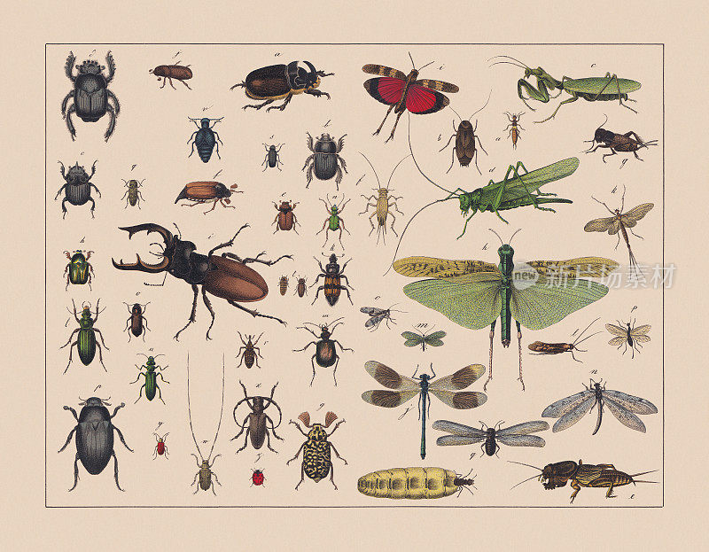 甲壳虫、蝗虫和网翅昆虫，手工彩色石版，1882年出版