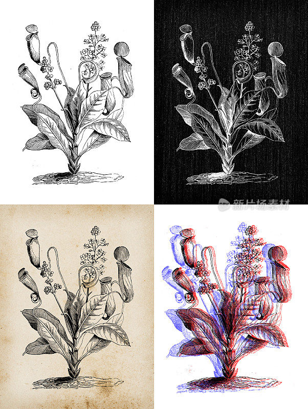 古董植物学插图:忘忧草，热带猪笼草，猴子杯