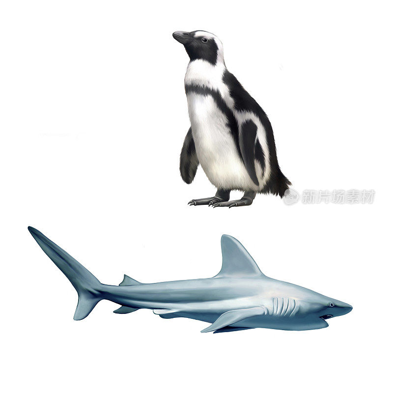 灰礁鲨，普通海豹，白鳍鲸