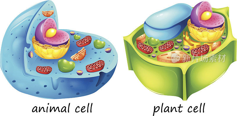 动物和植物细胞