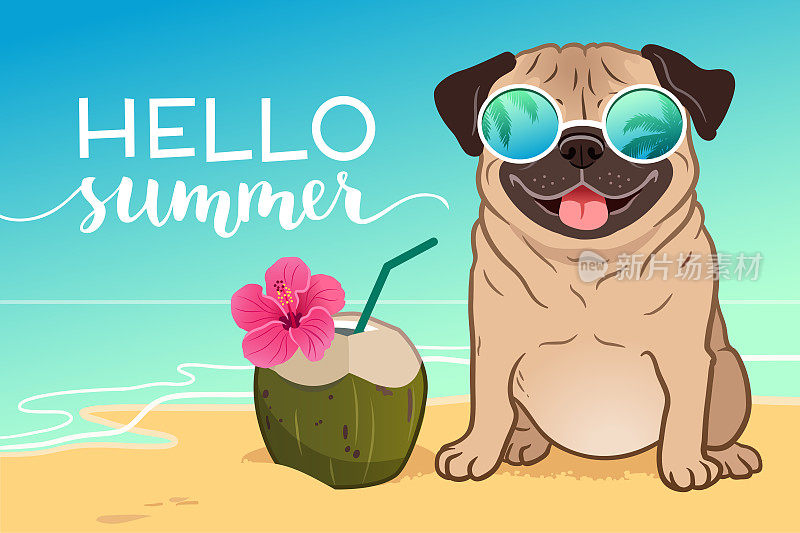 哈巴狗戴着反光太阳镜在沙滩上，背景是海洋，绿色椰子饮料，你好夏天的短信。风趣幽默的生活方式，热带度假，暑假，温暖天气的主题。