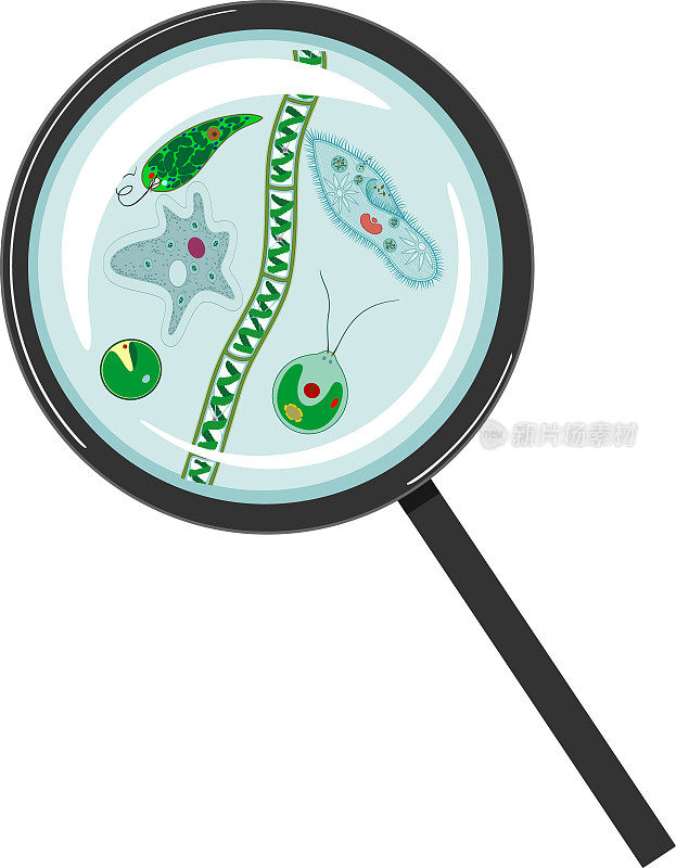 原生动物(尾草履虫，变形变形虫，衣藻，蓝藻)，绿藻(小球藻，水绵)在放大镜下孤立于白色背景