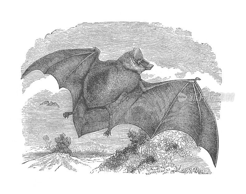 彩色蝙蝠，一个古董版画插图