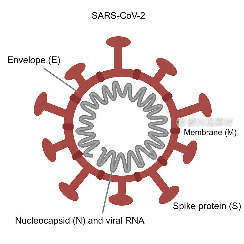 新冠病毒或SARS-CoV-2的结构:包膜(E)、膜(M)、刺突(S)、RNA病毒、核衣壳(N)蛋白