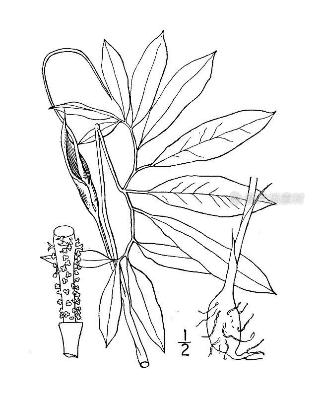 古植物学植物插图:天南星、青龙、龙根