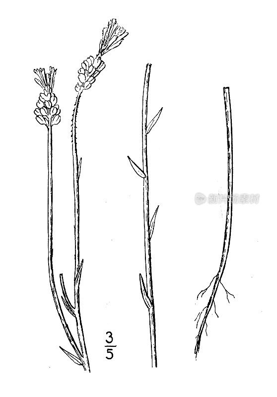 古植物学植物插图:远志化身，粉牛膝