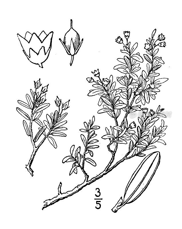 古植物学植物插图:白杨，阿尔卑斯杜鹃花