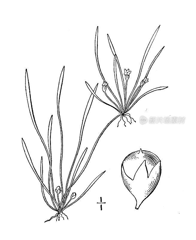 古植物学植物插图:利莫赛拉tenuifolia，狭叶Mudwort