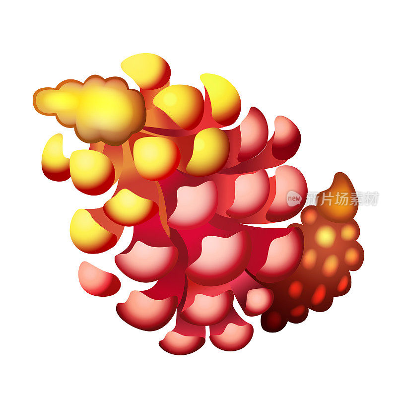 羽扇花矢量插图