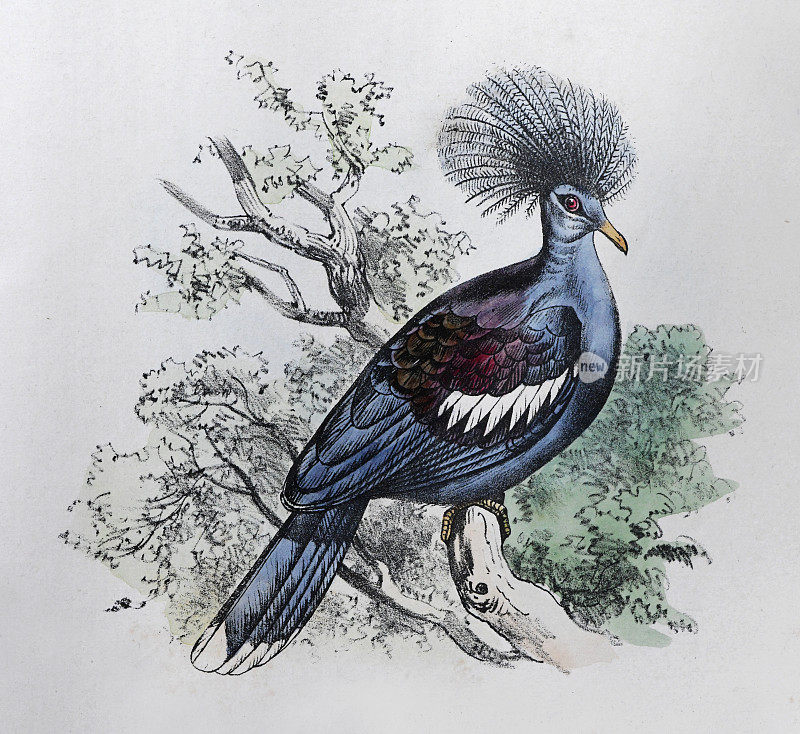 维多利亚冠鸽(葫芦维多利亚)-复古色彩插图