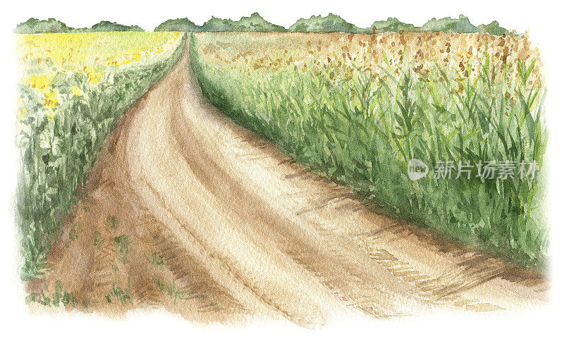 水彩插图。白色背景下的玉米地，乡间小路。农业、农田。自然村落景观。有机农业