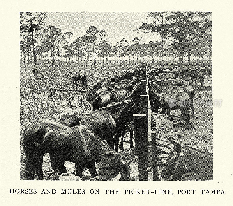 纠察线上的美国陆军马和骡子，坦帕港，美西战争时代，1890年，19世纪