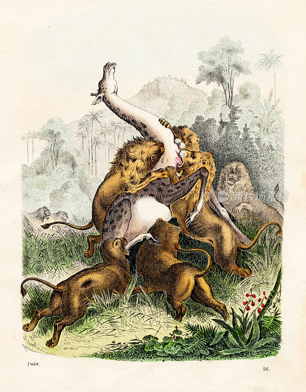 一群狮子猎杀一只长颈鹿，彩色写真1860