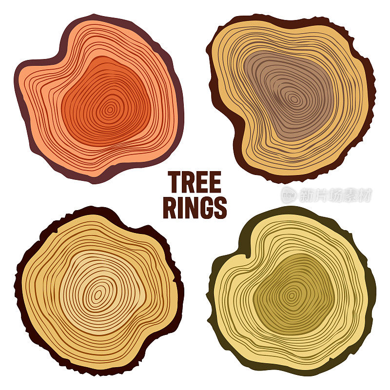 圆形彩色树干切割，锯松或橡木片，木材。锯木料，锯木头。棕色木质纹理与树木年轮。手绘草图。矢量图