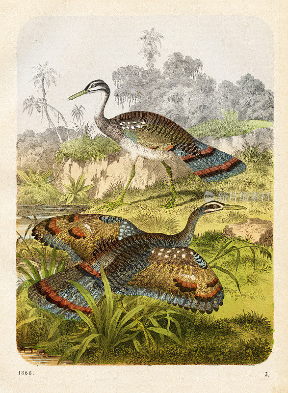 小白鹭彩色版1868