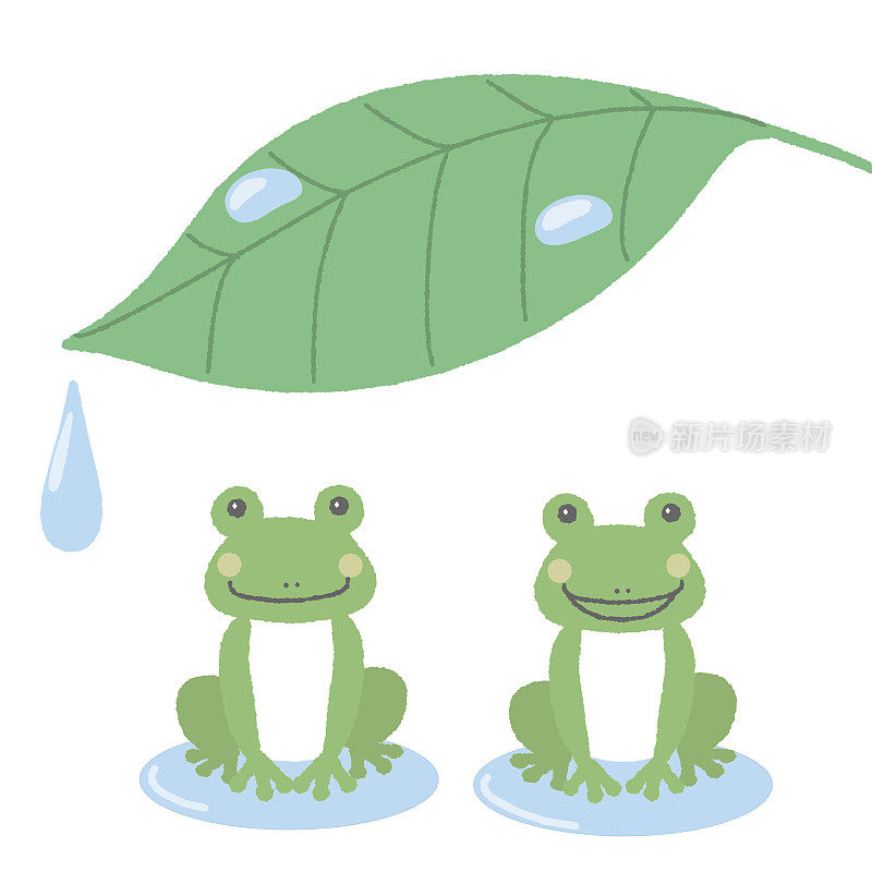 树叶下的两只青蛙