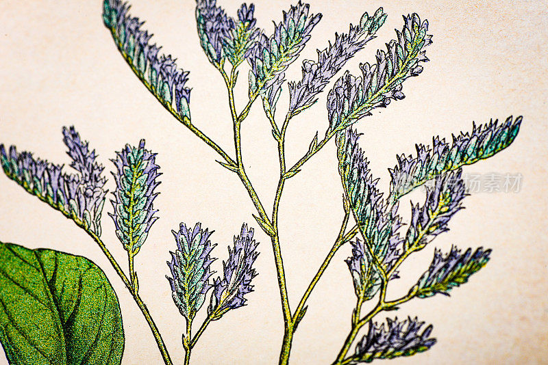 古色古香的植物插图:海薰衣草，海柠檬