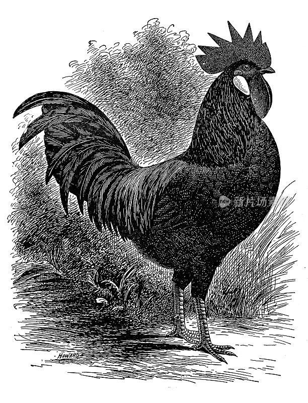 黑米诺卡小公鸡的古董插图