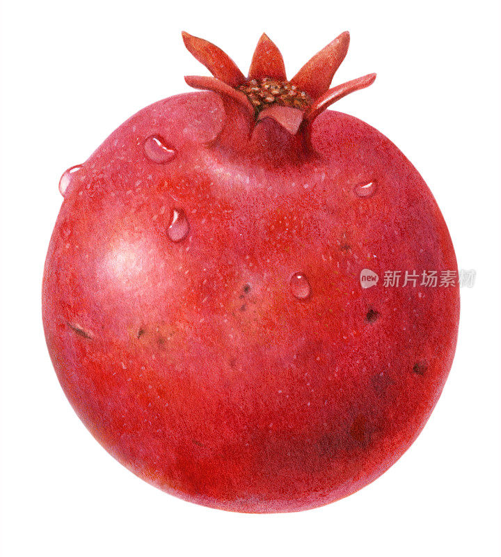 Pomegranate只有