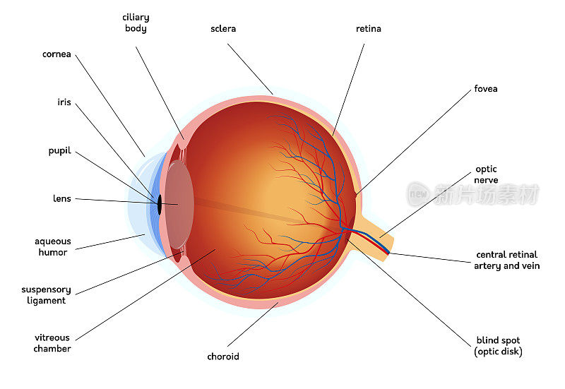 人体眼部解剖图，医学图解