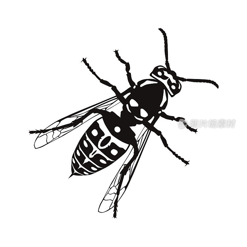 黄蜂图标。黑色的黄蜂剪影。带刺的膜翅目昆虫。