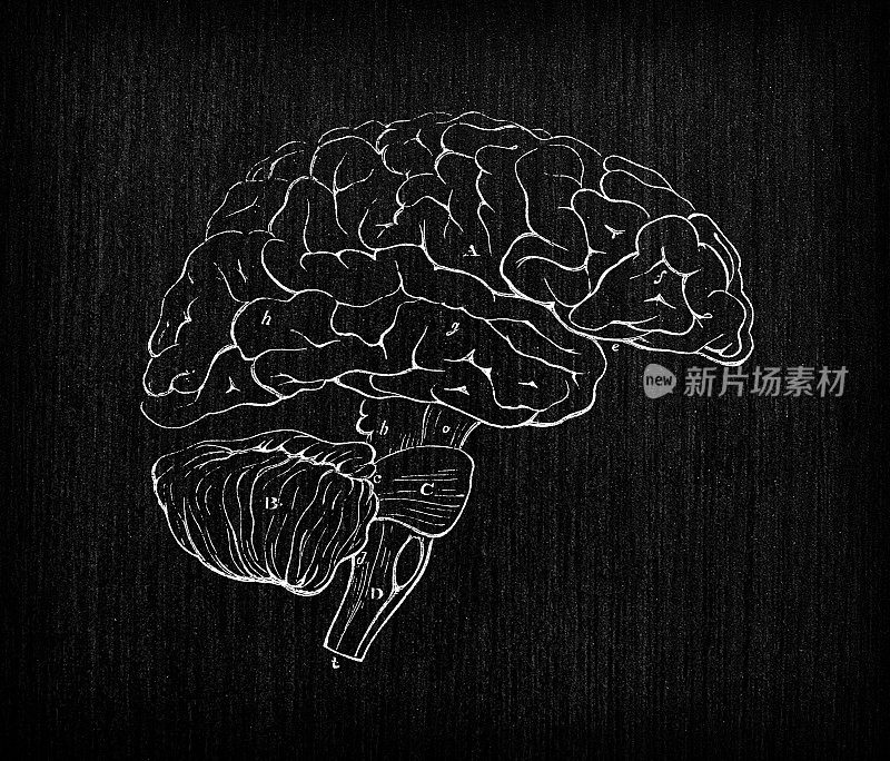 人体解剖神经系统的古董插图:脑
