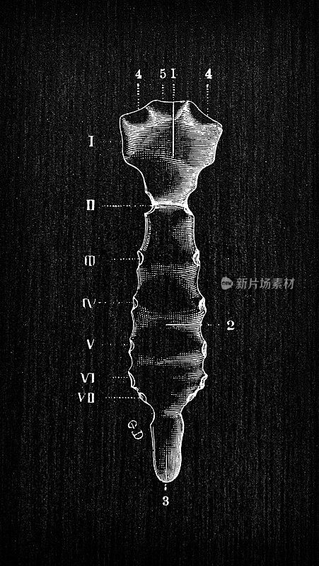 人体解剖骨骼古玩插图:胸骨