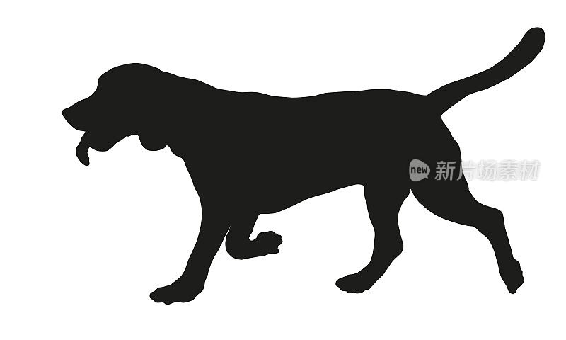 黑狗轮廓。奔跑的英国小猎犬。宠物的动物。孤立在白色背景上。