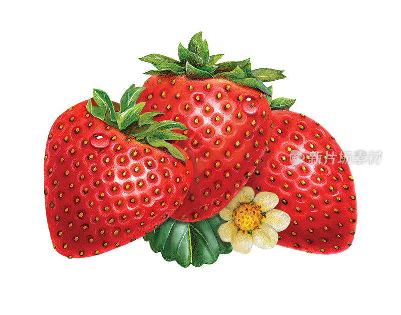 草莓三人组和花