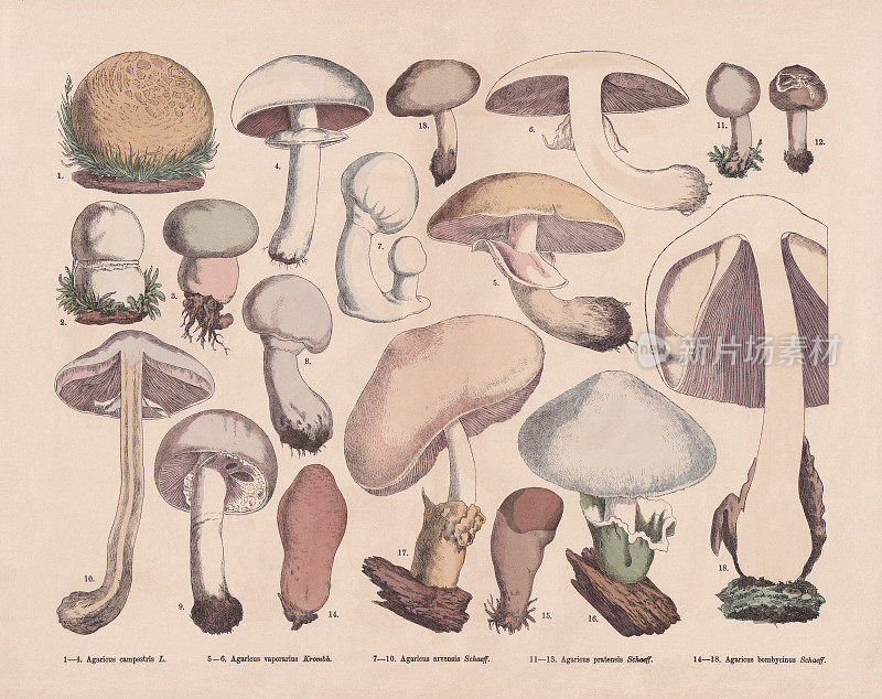 食用蘑菇，手工彩木版画，出版于1887年