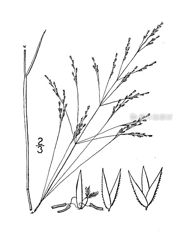 古植物学植物插图:毛草、糙毛草
