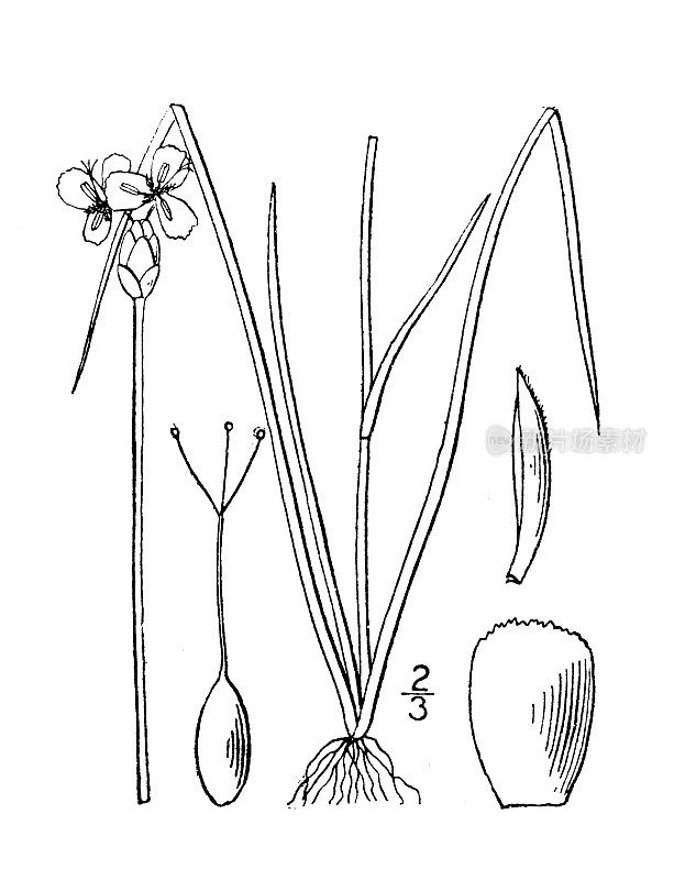 古植物学植物插图:蒙大拿州Xyris，北方黄眼草