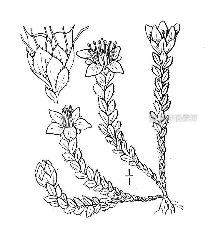 古植物学植物插图:虎耳草、山虎耳草