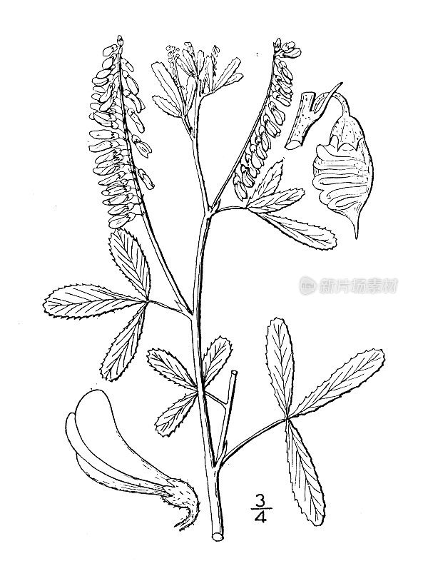 古植物学植物插图:木犀草、黄木犀草、黄甜三叶草