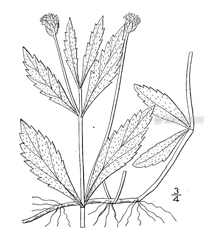 古植物学植物插图:杉木、雾果