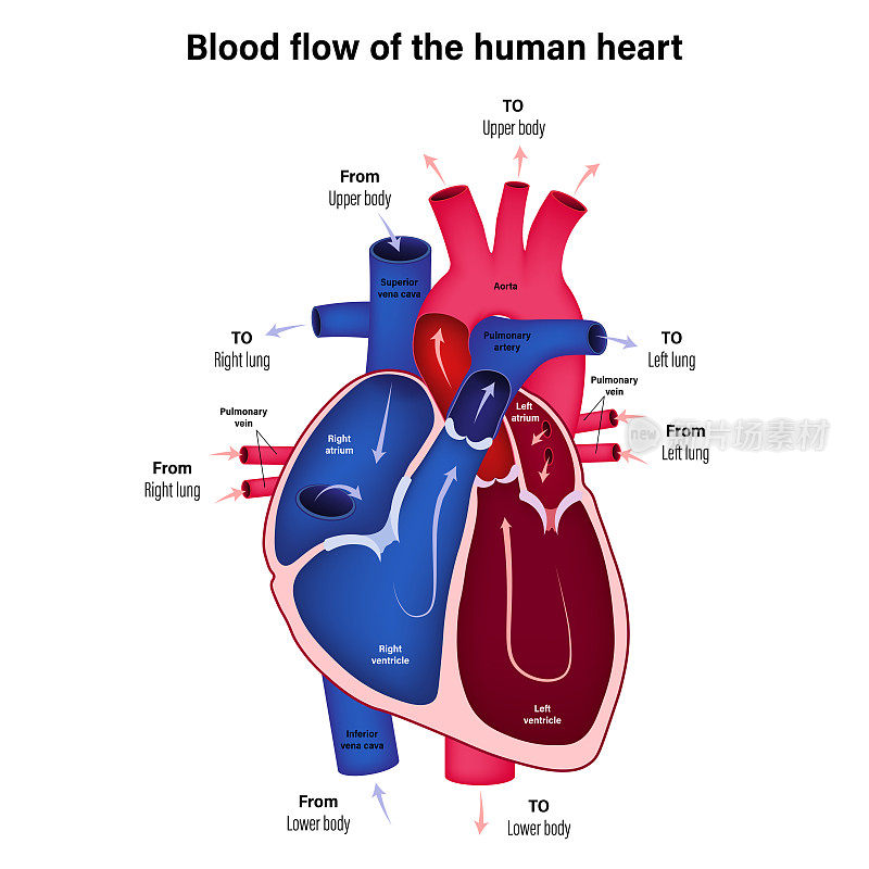 图示显示人体心脏的血液流动。