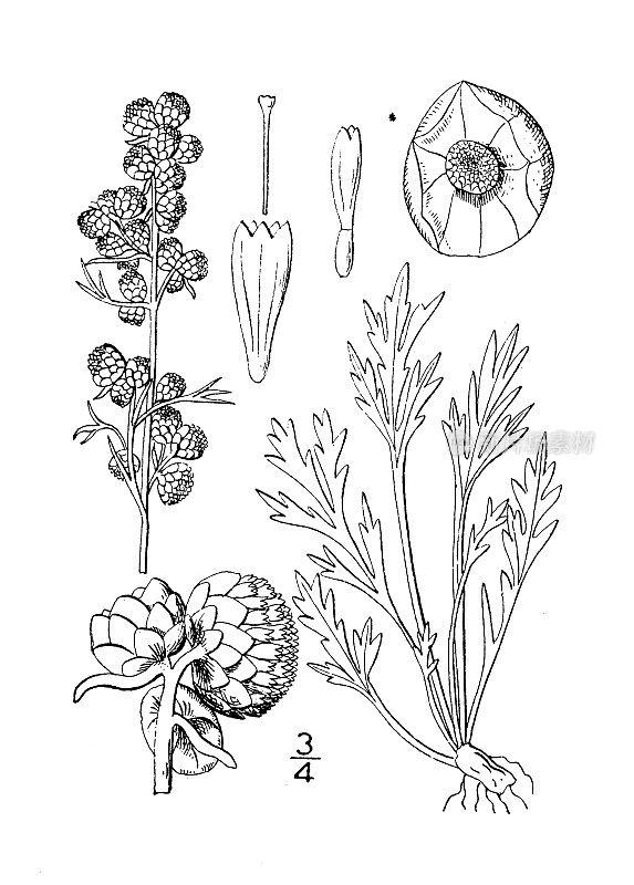 古植物学植物插图:加拿大青蒿、加拿大艾草