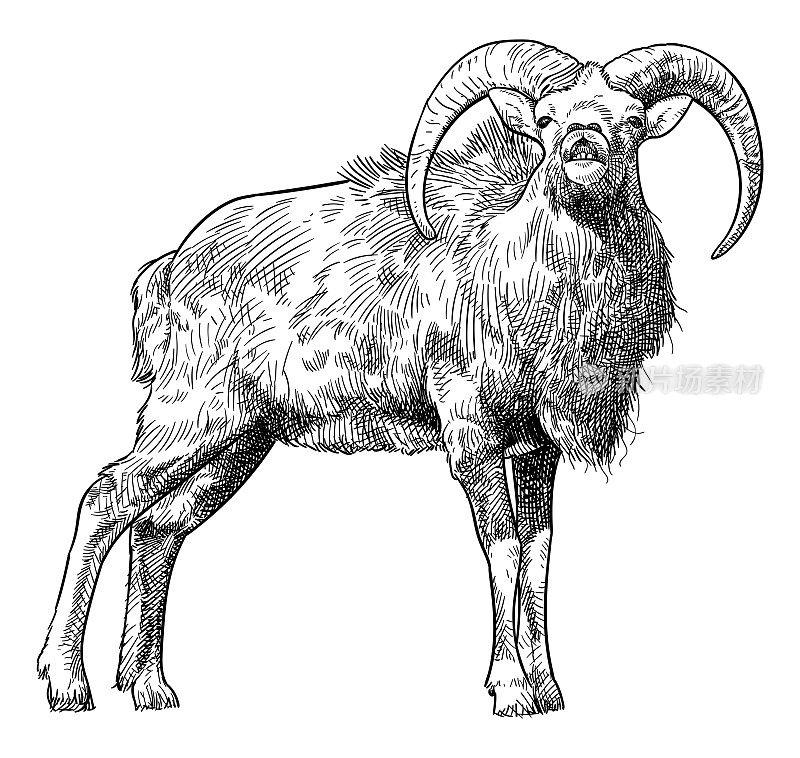 矢量绘图mouflon