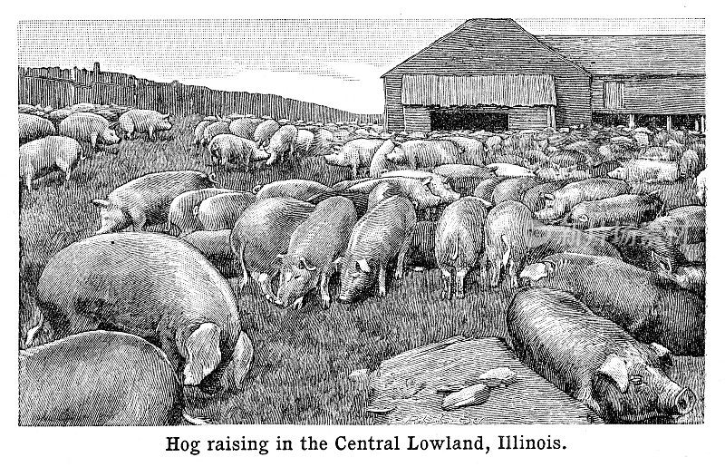 伊利诺斯州养猪――雕刻黑白1898年
