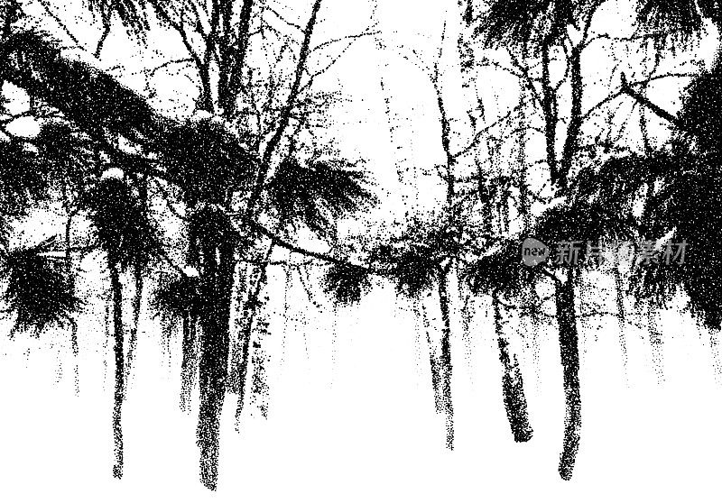 白桦林景观与松树枝在寒冷的冬天。Dotwork风格的雪公园与树的轮廓。