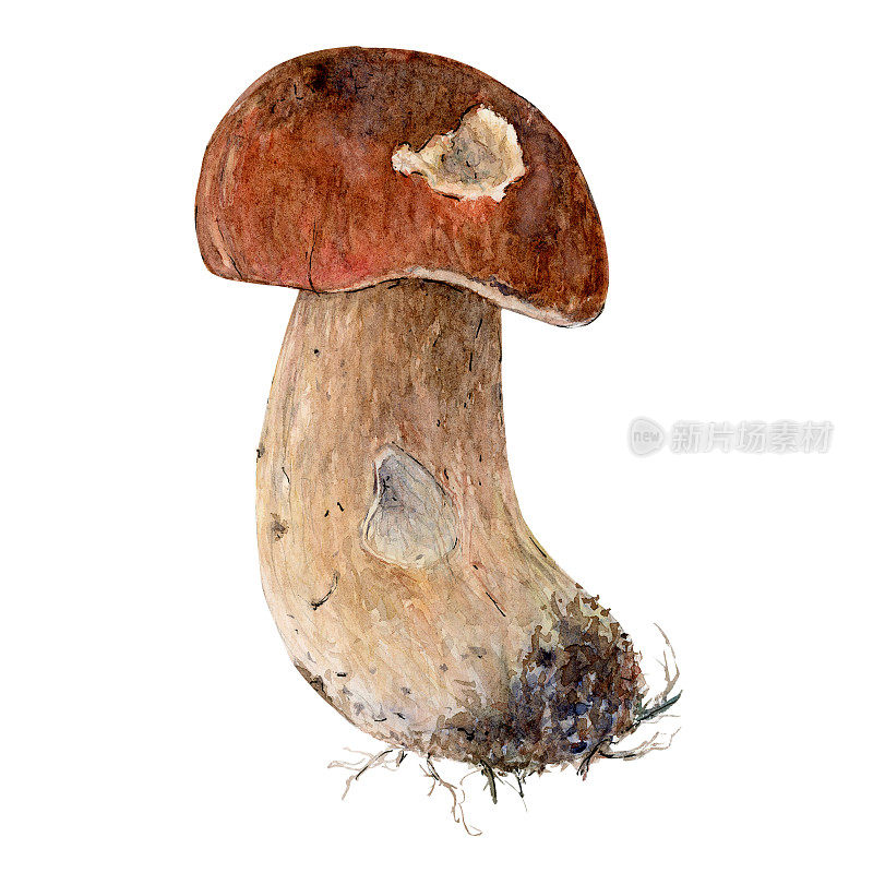 牛肝菌蘑菇配棕帽芝士，牛肝菌，国王牛肝菌，便士面包