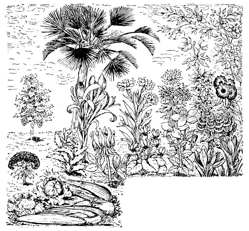 古董雕刻插图:植物背景