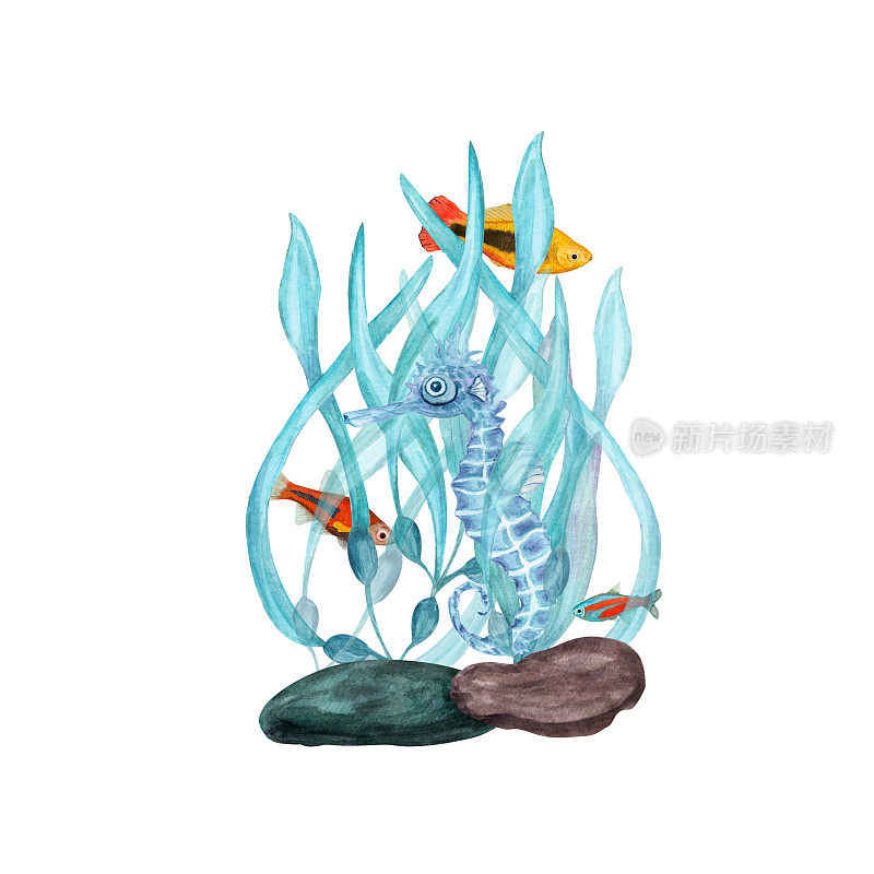 白色背景上孤立的一组海洋动物的水彩插图。海马，海，石头，珊瑚，海藻，植物，水，海，海洋。印花设计海报面料装饰