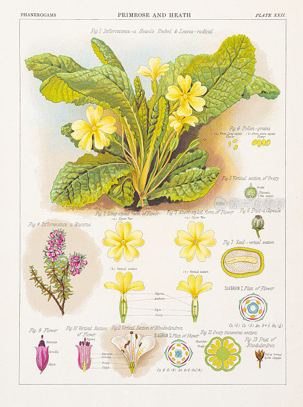 樱草花与希思色版印刷1883年